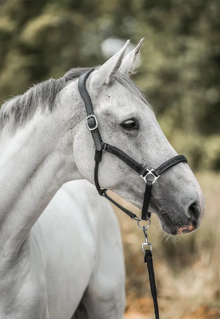 HORSE Advent Calendar 2025