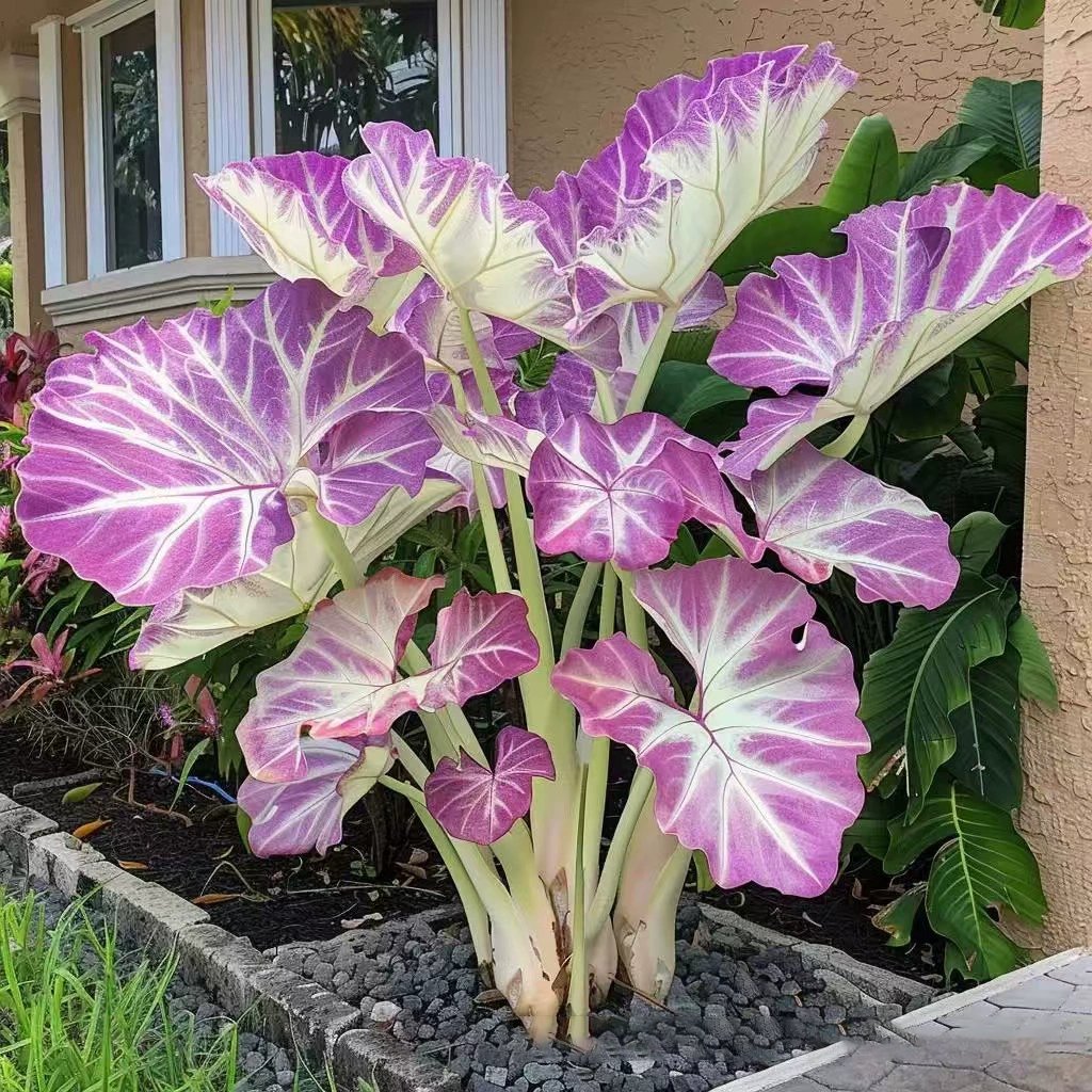 🎁2025 Special Offer🍃 Rare Hosta Flower Seeds🌿