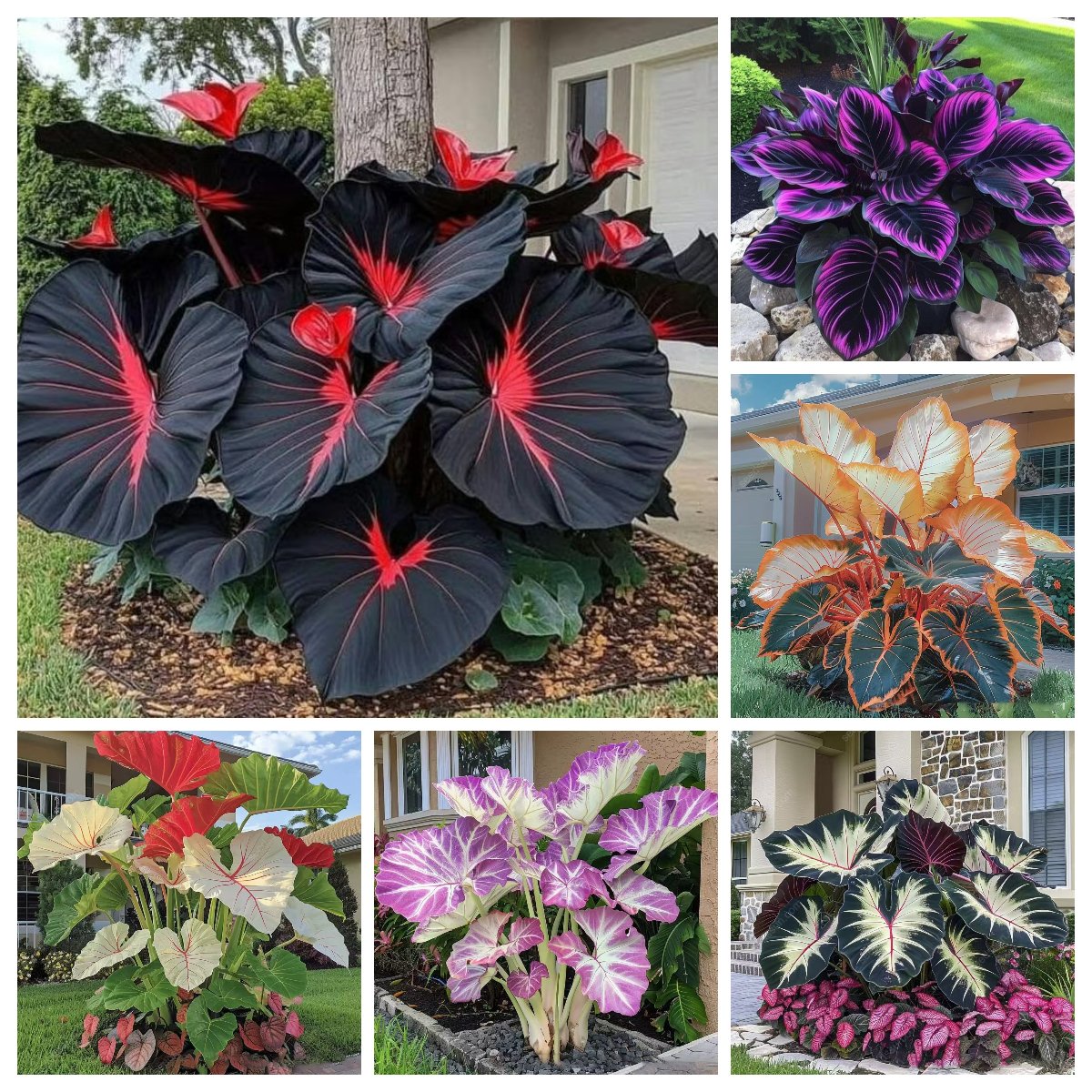 🎁2025 Special Offer🍃 Rare Hosta Flower Seeds🌿