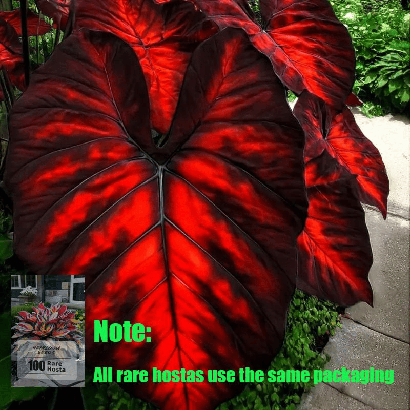 🎁2025 Special Offer🍃 Rare Hosta Flower Seeds🌿