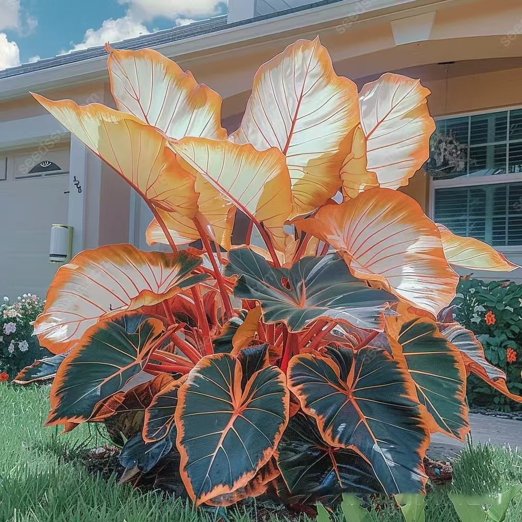 🎁2025 Special Offer🍃 Rare Hosta Flower Seeds🌿