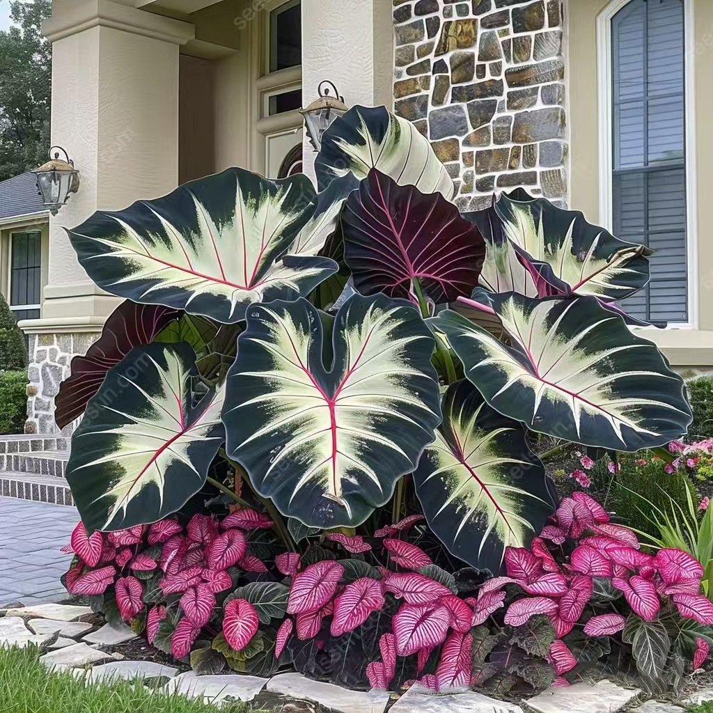 🎁2025 Special Offer🍃 Rare Hosta Flower Seeds🌿
