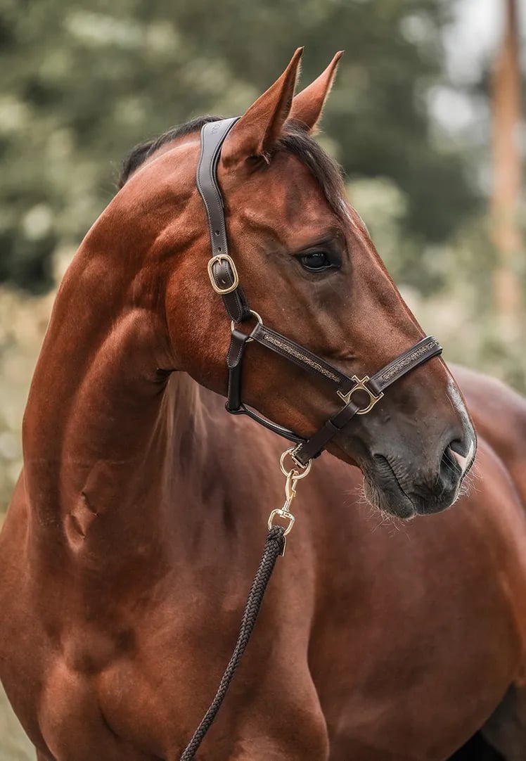 HORSE Advent Calendar 2025