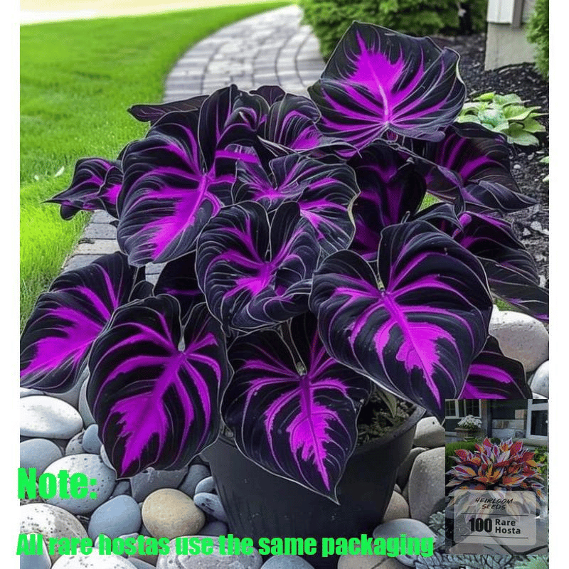 🎁2025 Special Offer🍃 Rare Hosta Flower Seeds🌿