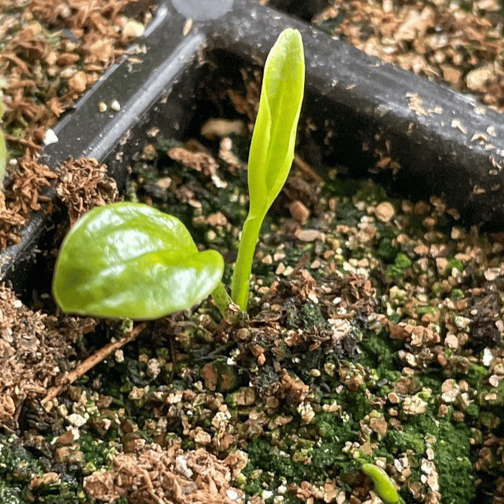 🎁2025 Special Offer🍃 Rare Hosta Flower Seeds🌿