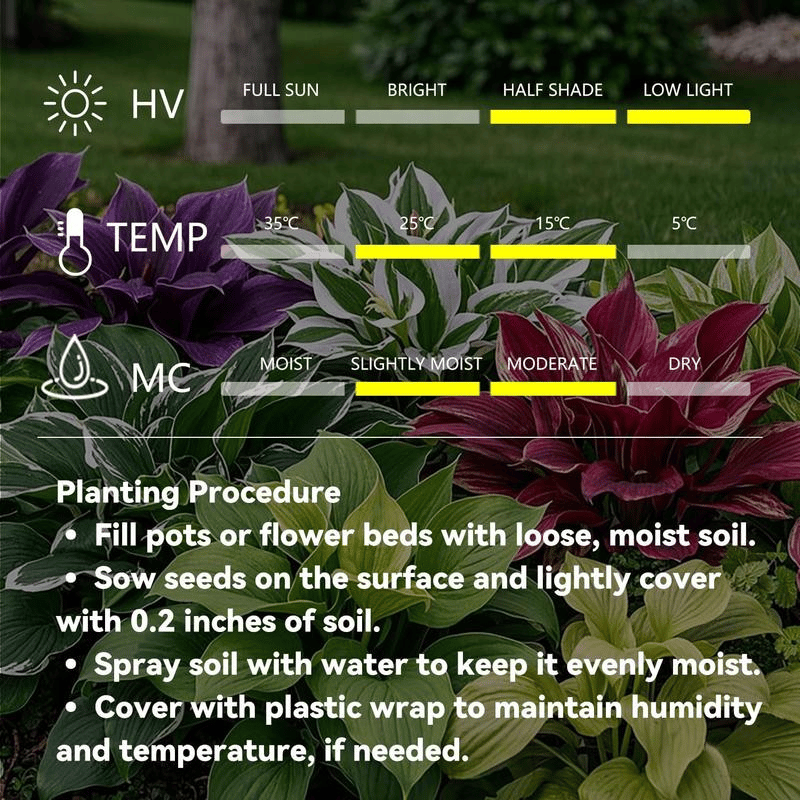 🎁2025 Special Offer🍃 Rare Hosta Flower Seeds🌿