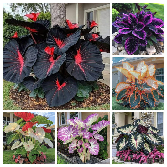 🎁2025 Special Offer🍃 Rare Hosta Flower Seeds🌿